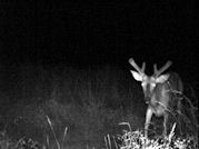 Kentucky deer hunting, western kentucky deer hunting, deer hunting, hunting, archery, Whitetail deer hunting, west ky whitetail hunting, kentucky whitetail outfitters, boone & crocket