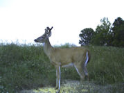 Kentucky deer hunting, western kentucky deer hunting, deer hunting, hunting, archery, Whitetail deer hunting, west ky whitetail hunting, kentucky whitetail outfitters, boone & crocket