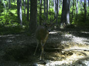 Kentucky deer hunting, western kentucky deer hunting, deer hunting, hunting, archery, Whitetail deer hunting, west ky whitetail hunting, kentucky whitetail outfitters, boone & crocket