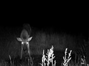 Kentucky deer hunting, western kentucky deer hunting, deer hunting, hunting, archery, Whitetail deer hunting, west ky whitetail hunting, kentucky whitetail outfitters, boone & crocket