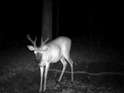 Kentucky deer hunting, western kentucky deer hunting, deer hunting, hunting, archery, Whitetail deer hunting, west ky whitetail hunting, kentucky whitetail outfitters, boone & crocket