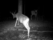 Kentucky deer hunting, western kentucky deer hunting, deer hunting, hunting, archery, Whitetail deer hunting, west ky whitetail hunting, kentucky whitetail outfitters, boone & crocket