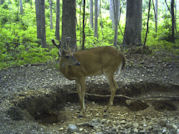 Kentucky deer hunting, western kentucky deer hunting, deer hunting, hunting, archery, Whitetail deer hunting, west ky whitetail hunting, kentucky whitetail outfitters, boone & crocket