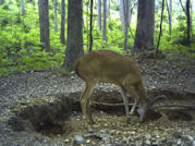 Kentucky deer hunting, western kentucky deer hunting, deer hunting, hunting, archery, Whitetail deer hunting, west ky whitetail hunting, kentucky whitetail outfitters, boone & crocket