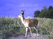 Kentucky deer hunting, western kentucky deer hunting, deer hunting, hunting, archery, Whitetail deer hunting, west ky whitetail hunting, kentucky whitetail outfitters, boone & crocket