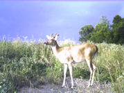 Kentucky deer hunting, western kentucky deer hunting, deer hunting, hunting, archery, Whitetail deer hunting, west ky whitetail hunting, kentucky whitetail outfitters, boone & crocket