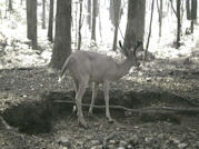 Kentucky deer hunting, western kentucky deer hunting, deer hunting, hunting, archery, Whitetail deer hunting, west ky whitetail hunting, kentucky whitetail outfitters, boone & crocket