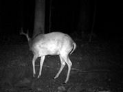 Kentucky deer hunting, western kentucky deer hunting, deer hunting, hunting, archery, Whitetail deer hunting, west ky whitetail hunting, kentucky whitetail outfitters, boone & crocket