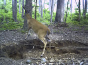 Kentucky deer hunting, western kentucky deer hunting, deer hunting, hunting, archery, Whitetail deer hunting, west ky whitetail hunting, kentucky whitetail outfitters, boone & crocket