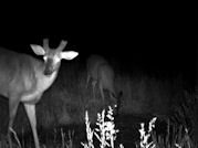 Kentucky deer hunting, western kentucky deer hunting, deer hunting, hunting, archery, Whitetail deer hunting, west ky whitetail hunting, kentucky whitetail outfitters, boone & crocket