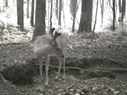 Kentucky deer hunting, western kentucky deer hunting, deer hunting, hunting, archery, Whitetail deer hunting, west ky whitetail hunting, kentucky whitetail outfitters, boone & crocket