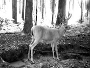 Kentucky deer hunting, western kentucky deer hunting, deer hunting, hunting, archery, Whitetail deer hunting, west ky whitetail hunting, kentucky whitetail outfitters, boone & crocket