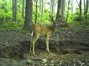 Kentucky deer hunting, western kentucky deer hunting, deer hunting, hunting, archery, Whitetail deer hunting, west ky whitetail hunting, kentucky whitetail outfitters, boone & crocket