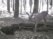 Kentucky deer hunting, western kentucky deer hunting, deer hunting, hunting, archery, Whitetail deer hunting, west ky whitetail hunting, kentucky whitetail outfitters, boone & crocket