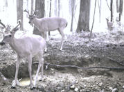 Kentucky deer hunting, western kentucky deer hunting, deer hunting, hunting, archery, Whitetail deer hunting, west ky whitetail hunting, kentucky whitetail outfitters, boone & crocket