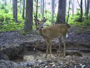 Kentucky deer hunting, western kentucky deer hunting, deer hunting, hunting, archery, Whitetail deer hunting, west ky whitetail hunting, kentucky whitetail outfitters, boone & crocket
