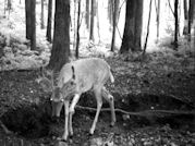 Kentucky deer hunting, western kentucky deer hunting, deer hunting, hunting, archery, Whitetail deer hunting, west ky whitetail hunting, kentucky whitetail outfitters, boone & crocket
