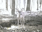 Kentucky deer hunting, western kentucky deer hunting, deer hunting, hunting, archery, Whitetail deer hunting, west ky whitetail hunting, kentucky whitetail outfitters, boone & crocket