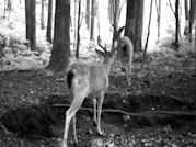 Kentucky deer hunting, western kentucky deer hunting, deer hunting, hunting, archery, Whitetail deer hunting, west ky whitetail hunting, kentucky whitetail outfitters, boone & crocket
