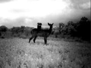Kentucky deer hunting, western kentucky deer hunting, deer hunting, hunting, archery, Whitetail deer hunting, west ky whitetail hunting, kentucky whitetail outfitters, boone & crocket