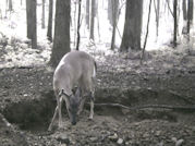 Kentucky deer hunting, western kentucky deer hunting, deer hunting, hunting, archery, Whitetail deer hunting, west ky whitetail hunting, kentucky whitetail outfitters, boone & crocket