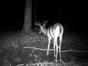 Kentucky deer hunting, western kentucky deer hunting, deer hunting, hunting, archery, Whitetail deer hunting, west ky whitetail hunting, kentucky whitetail outfitters, boone & crocket
