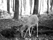 Kentucky deer hunting, western kentucky deer hunting, deer hunting, hunting, archery, Whitetail deer hunting, west ky whitetail hunting, kentucky whitetail outfitters, boone & crocket