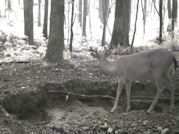 Kentucky deer hunting, western kentucky deer hunting, deer hunting, hunting, archery, Whitetail deer hunting, west ky whitetail hunting, kentucky whitetail outfitters, boone & crocket