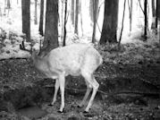Kentucky deer hunting, western kentucky deer hunting, deer hunting, hunting, archery, Whitetail deer hunting, west ky whitetail hunting, kentucky whitetail outfitters, boone & crocket