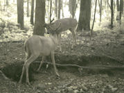 Kentucky deer hunting, western kentucky deer hunting, deer hunting, hunting, archery, Whitetail deer hunting, west ky whitetail hunting, kentucky whitetail outfitters, boone & crocket