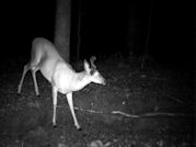 Kentucky deer hunting, western kentucky deer hunting, deer hunting, hunting, archery, Whitetail deer hunting, west ky whitetail hunting, kentucky whitetail outfitters, boone & crocket