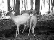 Kentucky deer hunting, western kentucky deer hunting, deer hunting, hunting, archery, Whitetail deer hunting, west ky whitetail hunting, kentucky whitetail outfitters, boone & crocket