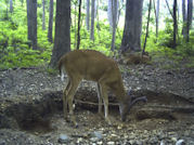 Kentucky deer hunting, western kentucky deer hunting, deer hunting, hunting, archery, Whitetail deer hunting, west ky whitetail hunting, kentucky whitetail outfitters, boone & crocket