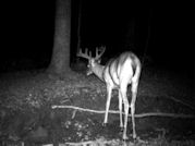 Kentucky deer hunting, western kentucky deer hunting, deer hunting, hunting, archery, Whitetail deer hunting, west ky whitetail hunting, kentucky whitetail outfitters, boone & crocket
