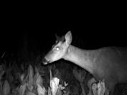 Kentucky deer hunting, western kentucky deer hunting, deer hunting, hunting, archery, Whitetail deer hunting, west ky whitetail hunting, kentucky whitetail outfitters, boone & crocket