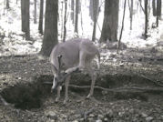 Kentucky deer hunting, western kentucky deer hunting, deer hunting, hunting, archery, Whitetail deer hunting, west ky whitetail hunting, kentucky whitetail outfitters, boone & crocket
