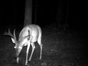 Kentucky deer hunting, western kentucky deer hunting, deer hunting, hunting, archery, Whitetail deer hunting, west ky whitetail hunting, kentucky whitetail outfitters, boone & crocket