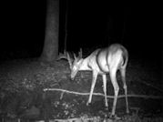 Kentucky deer hunting, western kentucky deer hunting, deer hunting, hunting, archery, Whitetail deer hunting, west ky whitetail hunting, kentucky whitetail outfitters, boone & crocket
