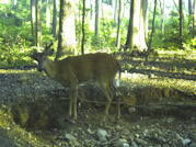 Kentucky deer hunting, western kentucky deer hunting, deer hunting, hunting, archery, Whitetail deer hunting, west ky whitetail hunting, kentucky whitetail outfitters, boone & crocket