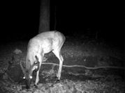 Kentucky deer hunting, western kentucky deer hunting, deer hunting, hunting, archery, Whitetail deer hunting, west ky whitetail hunting, kentucky whitetail outfitters, boone & crocket