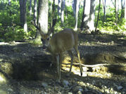 Kentucky deer hunting, western kentucky deer hunting, deer hunting, hunting, archery, Whitetail deer hunting, west ky whitetail hunting, kentucky whitetail outfitters, boone & crocket