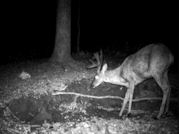 Kentucky deer hunting, western kentucky deer hunting, deer hunting, hunting, archery, Whitetail deer hunting, west ky whitetail hunting, kentucky whitetail outfitters, boone & crocket