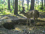 Kentucky deer hunting, western kentucky deer hunting, deer hunting, hunting, archery, Whitetail deer hunting, west ky whitetail hunting, kentucky whitetail outfitters, boone & crocket