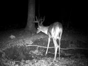 Kentucky deer hunting, western kentucky deer hunting, deer hunting, hunting, archery, Whitetail deer hunting, west ky whitetail hunting, kentucky whitetail outfitters, boone & crocket