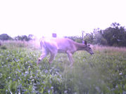 Kentucky deer hunting, western kentucky deer hunting, deer hunting, hunting, archery, Whitetail deer hunting, west ky whitetail hunting, kentucky whitetail outfitters, boone & crocket