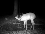 Kentucky deer hunting, western kentucky deer hunting, deer hunting, hunting, archery, Whitetail deer hunting, west ky whitetail hunting, kentucky whitetail outfitters, boone & crocket