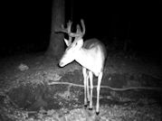 Kentucky deer hunting, western kentucky deer hunting, deer hunting, hunting, archery, Whitetail deer hunting, west ky whitetail hunting, kentucky whitetail outfitters, boone & crocket