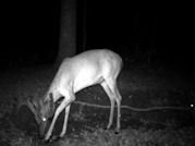 Kentucky deer hunting, western kentucky deer hunting, deer hunting, hunting, archery, Whitetail deer hunting, west ky whitetail hunting, kentucky whitetail outfitters, boone & crocket