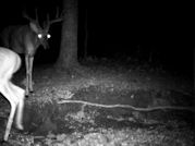 Kentucky deer hunting, western kentucky deer hunting, deer hunting, hunting, archery, Whitetail deer hunting, west ky whitetail hunting, kentucky whitetail outfitters, boone & crocket