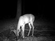 Kentucky deer hunting, western kentucky deer hunting, deer hunting, hunting, archery, Whitetail deer hunting, west ky whitetail hunting, kentucky whitetail outfitters, boone & crocket